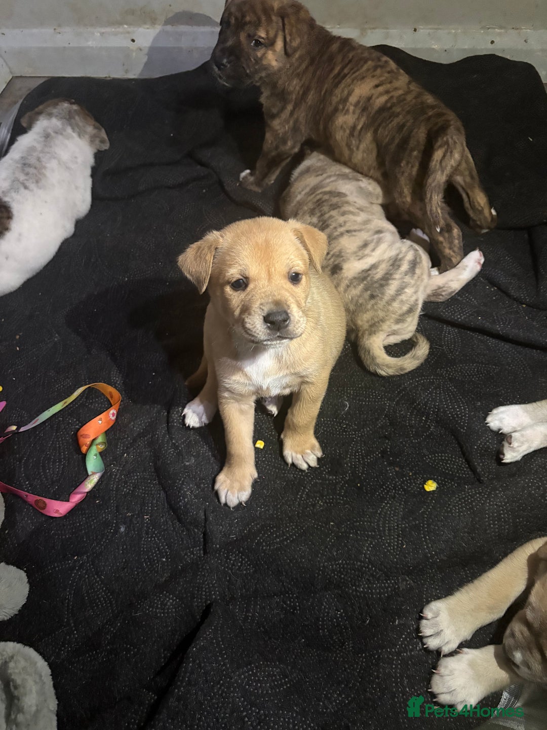 Mixed Breed dogs for sale: american akita  - Advert 3