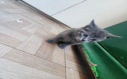 Mixed Breed cats for sale: British Shorthair mixed - Image 6