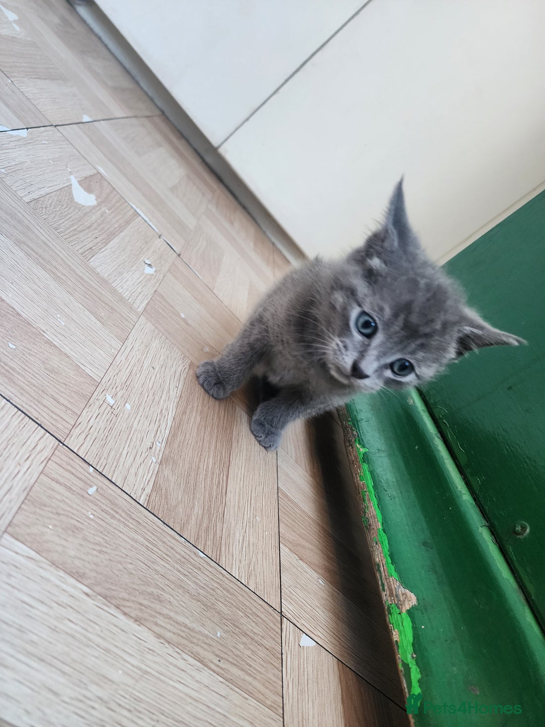 Mixed Breed cats for sale: British Shorthair mixed - Image 6