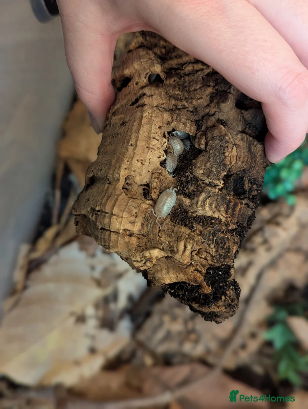 Isopods invertebrates for sale: Porcellio laevis colony plus setup - Advert 3