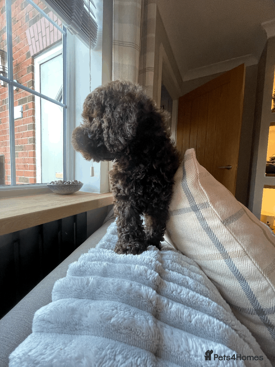 Cockapoo dogs for sale: F1b Toy Cockapoo puppy - Advert 8