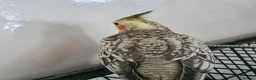 Cockatiels birds for sale: Female (DNA confirmed) Cockatiel Hatched 2nd March - Advert 2