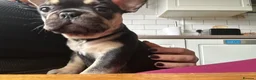French Bulldog dogs for sale: Last two females left ready now - Advert 6