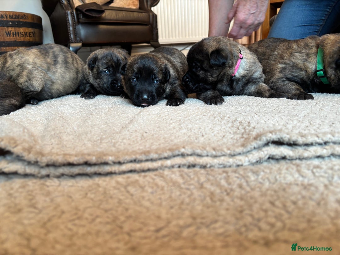 Belgian Shepherd Dog dogs for sale: Dutch shepherd puppies  - Image 7