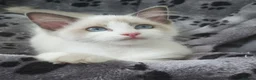 Ragdoll cats for sale: RAGDOLL BICOLOUR GIRL BLUE EYES READY NOW  - Advert 3