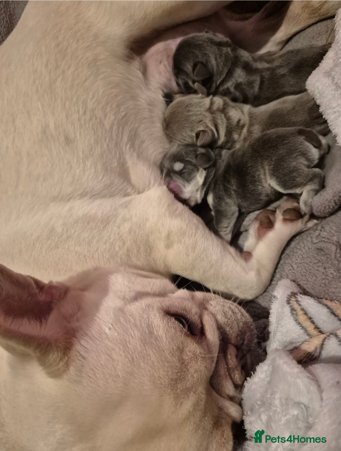 French Bulldog dogs French bulldogs  - Advert 1