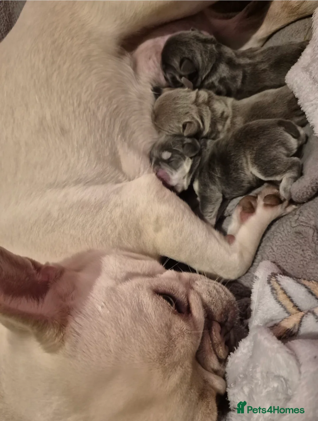 French Bulldog dogs for sale: French bulldogs  - Advert 1