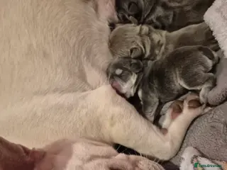 French Bulldog dogs French bulldogs - Advert 1