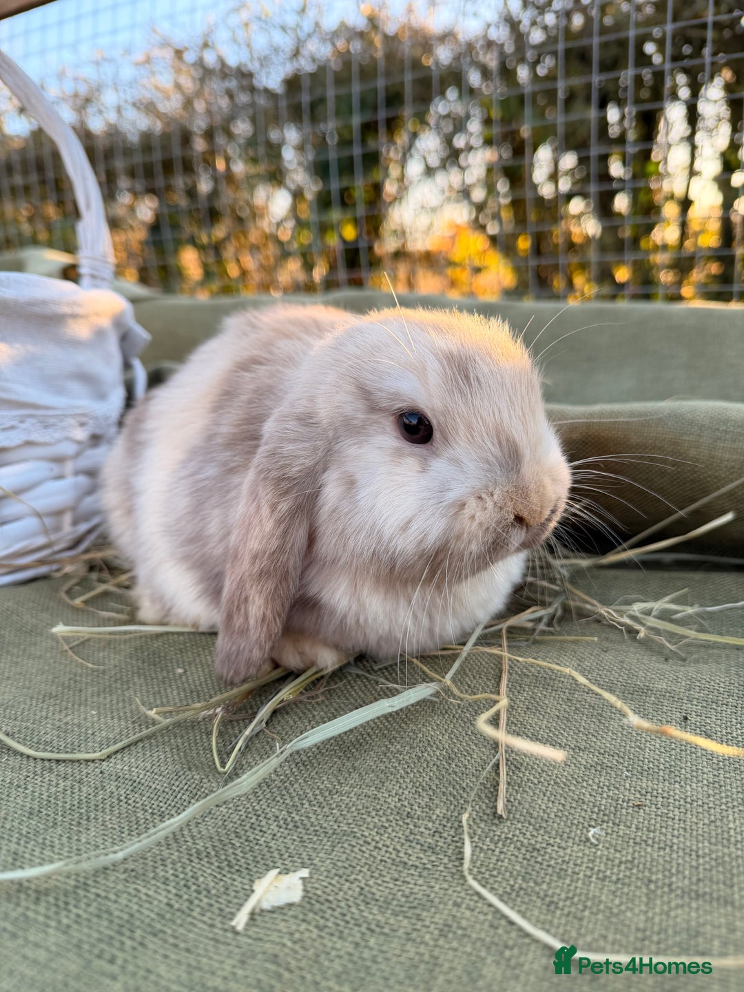 Mini Lop rabbits for sale: Mini Lop bunnies  - Advert 29