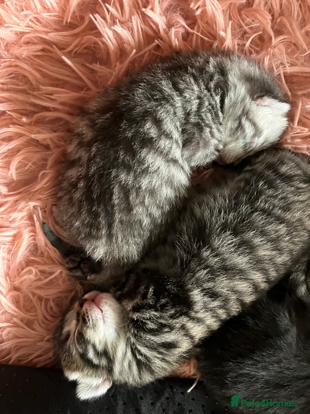 Russian Blue cats for sale: Silver and black tabby kittens  - Advert 8