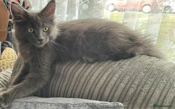 Maine Coon cats for sale: 6 beautiful maine coon kittens - Image 6
