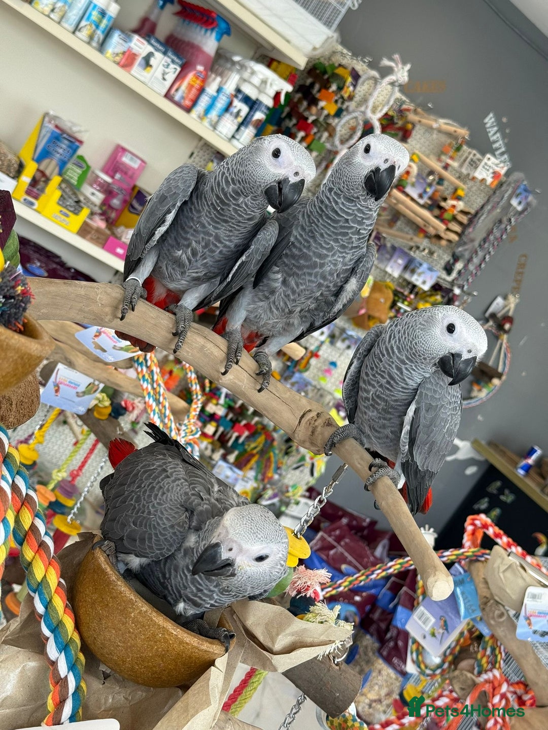 Parrots birds for sale: African greys  - Image 6