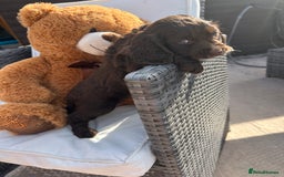 Cocker Spaniel dogs for sale: Miniature working Cocker spaniel puppies for sale - Image 33