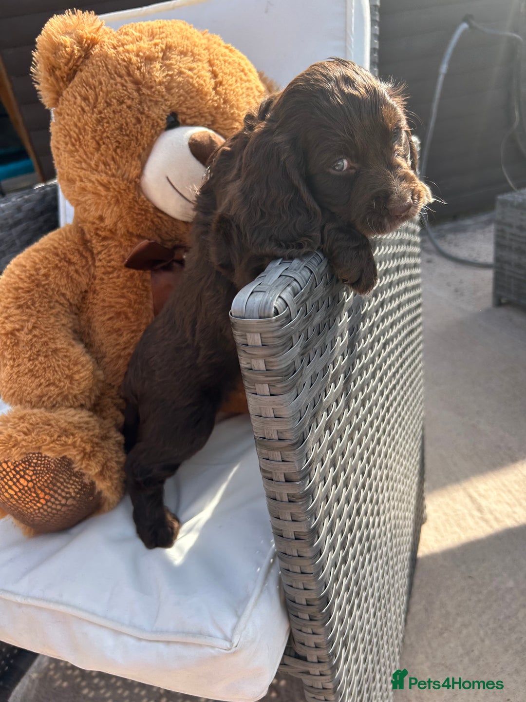 Cocker Spaniel dogs for sale: Miniature working Cocker spaniel puppies for sale - Image 33