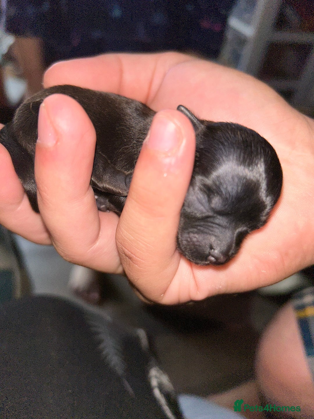 Pomchi dogs for sale: 2 beautiful tiny little Pomchi girls - Image 19