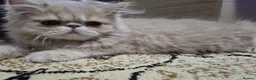Persian cats for sale: Beautiful Pure Persian Boy Looking for Loving home - Advert 13