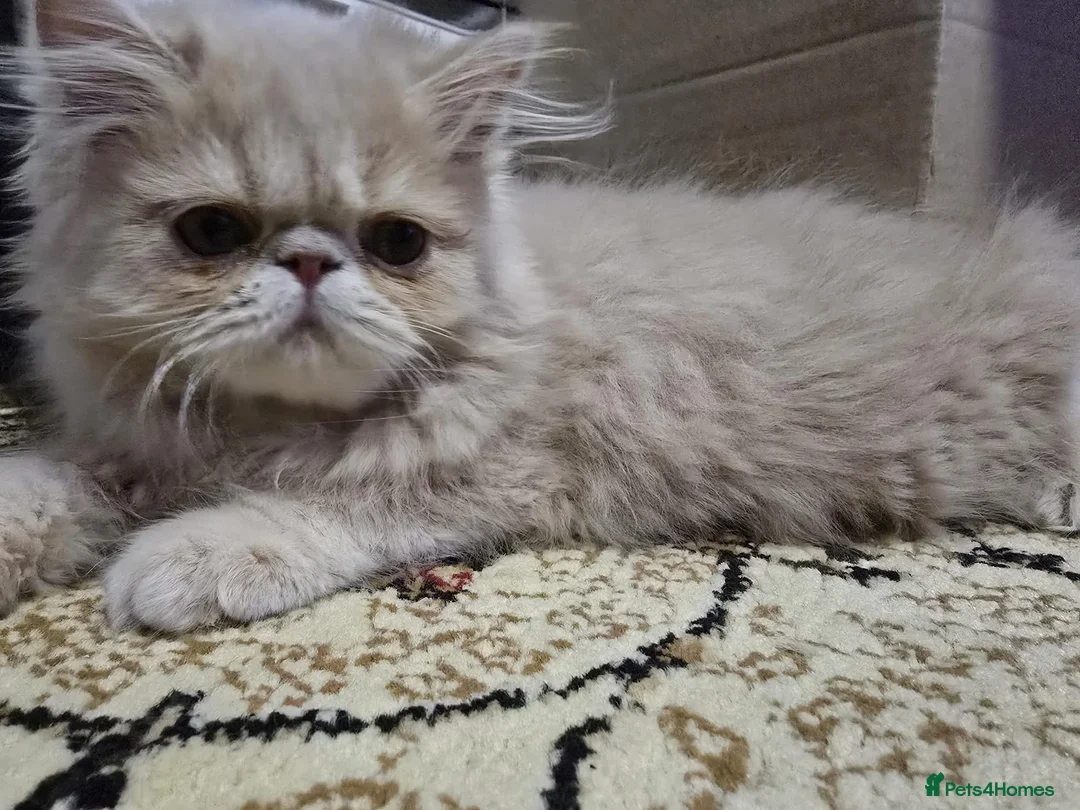 Persian cats for sale: Beautiful Pure Persian Boy Looking for Loving home - Advert 13