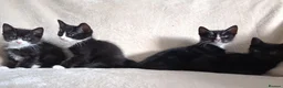 Mixed Breed cats for sale: Kittens - Advert 2