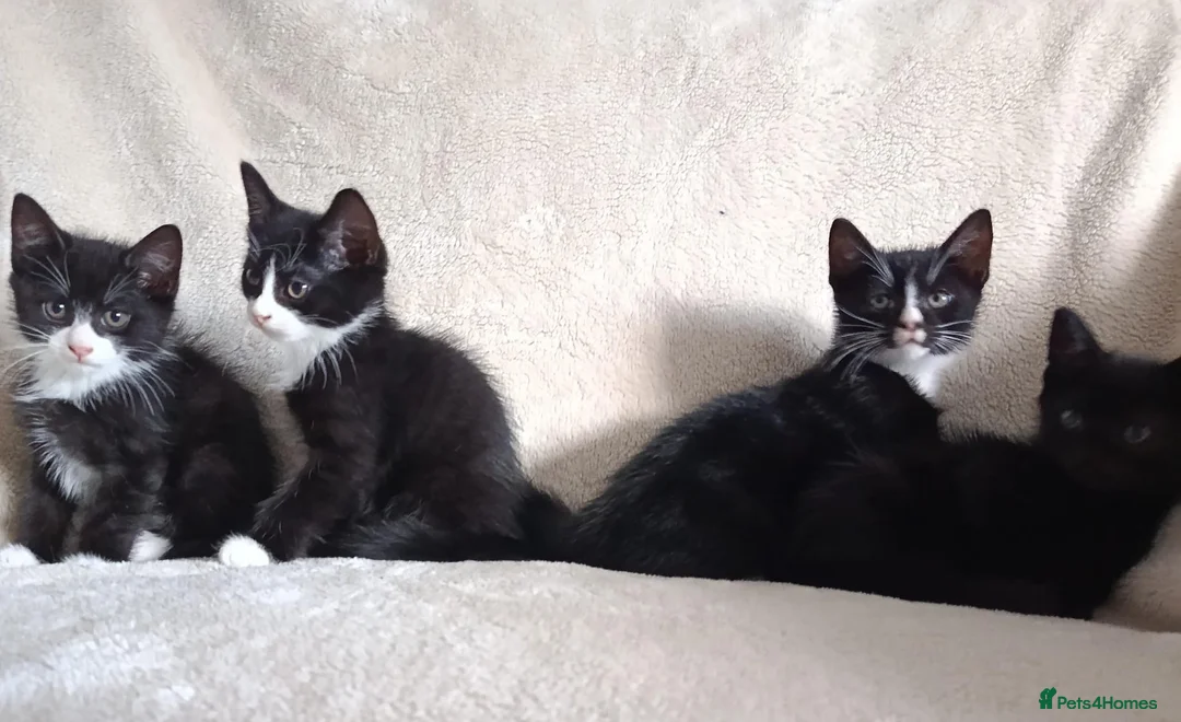 Mixed Breed cats for sale: Kittens - Advert 2