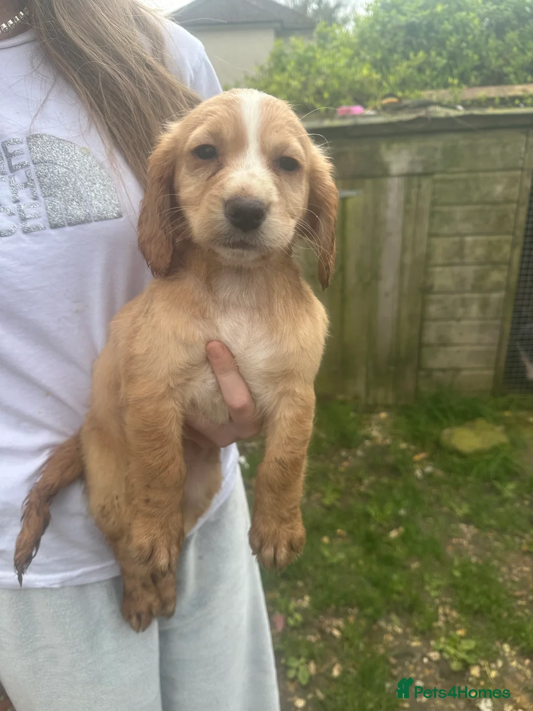 Cocker Spaniel dogs for sale: Cocker spaniel puppies  - Advert 2