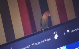 Lovebirds birds for sale: Lovebird looking for a new home - Image 3