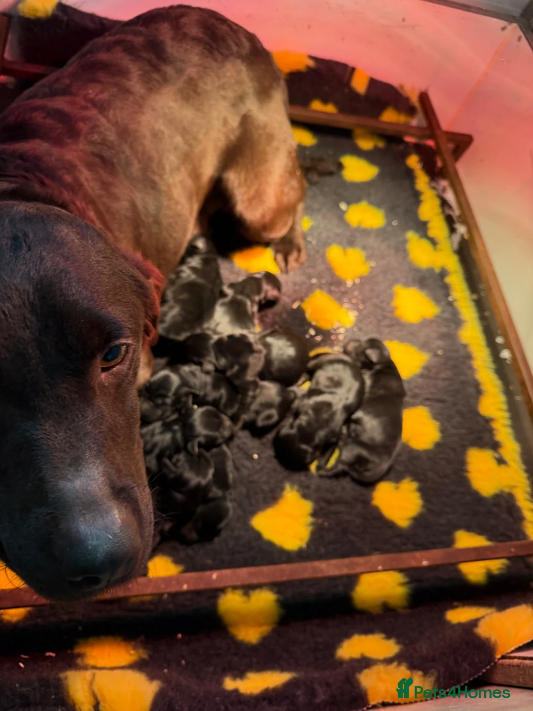 Goldador dogs for sale: Beautiful health tested goldador puppies  - Advert 12