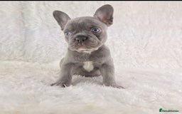 French Bulldog dogs for sale: Top Quality Lilac Girl Ready Now - Image 2