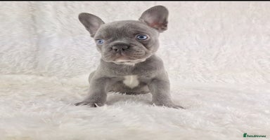 French Bulldog dogs - Advert 1