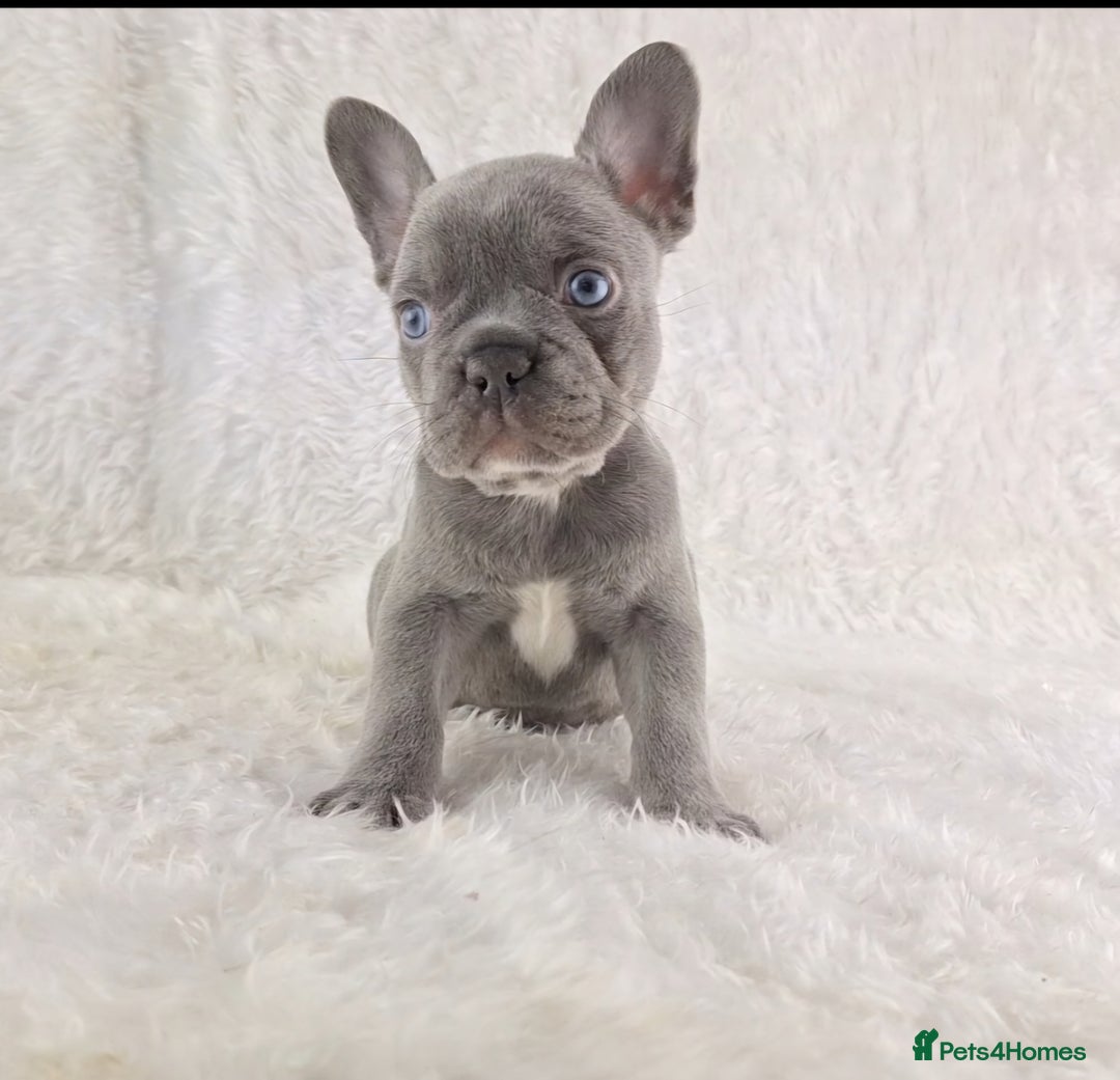 French Bulldog dogs for sale: Top Quality Lilac Girl Ready Now - Image 2