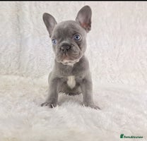 French Bulldog dogs - Advert 1