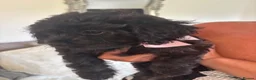 Cavapoo dogs for sale: 🌷F1 TOY CAVAPOO 5* HEALTH CHECK 🌷 - Advert 9