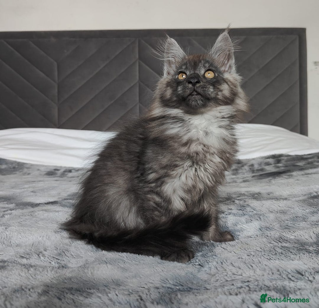 Maine Coon cats for sale: European Maine coon Kittens - Image 11