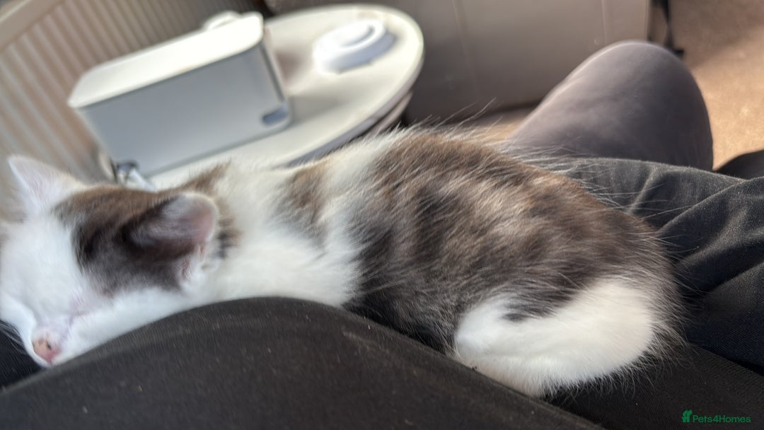 Mixed Breed cats for sale: Bengal ** avannah cross kittens - Advert 6