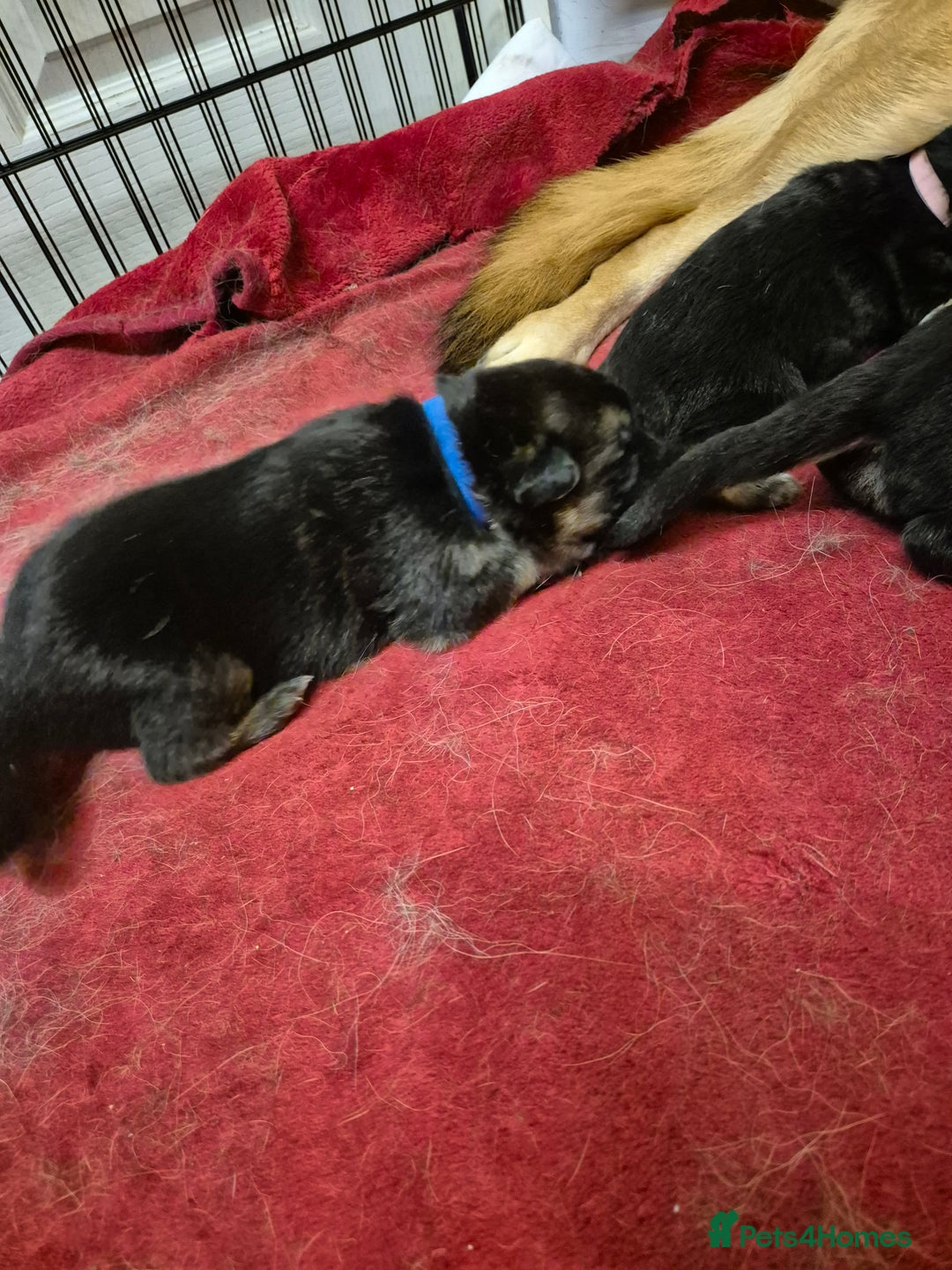 German Shepherd dogs for sale: German shepard puppies - Advert 22