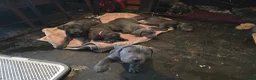 Cane Corso dogs for sale: Blue cane corso in Port Talbot - Advert 14