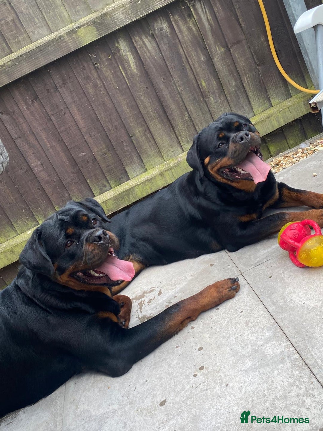 Rottweiler dogs for sale: Full pedigree KC registered ROTTWEILER  - Advert 6