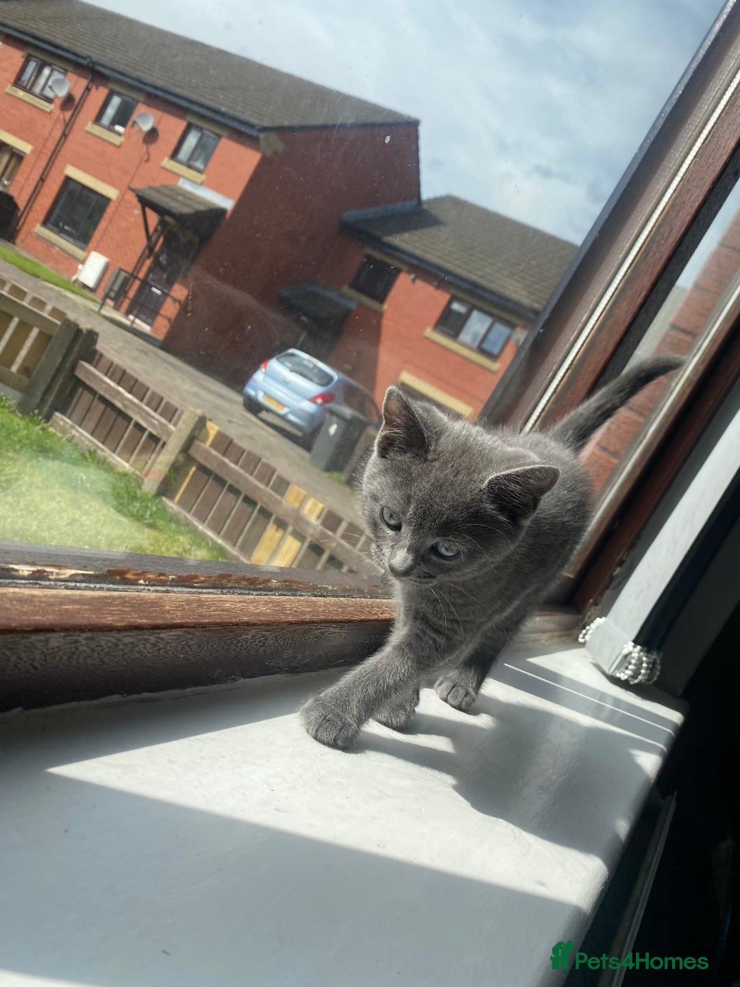 British Shorthair cats for sale: Brittish Shorthair Crossbreed Kittens  - Image 4