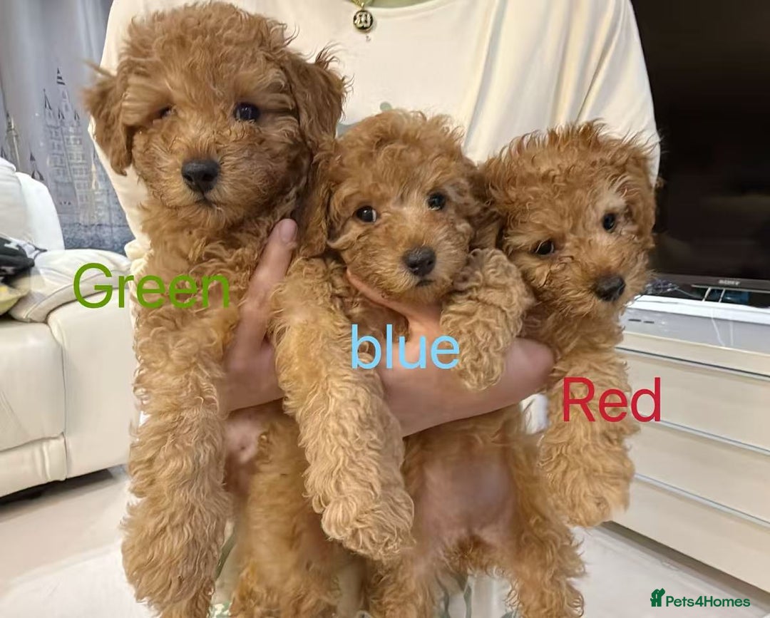 Toy Poodle dogs for sale: 3 KC Registered Red Toy poodle Puppies - Advert 1