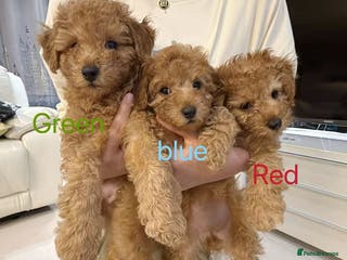 Toy Poodle dogs 3 KC Registered Red Toy poodle Puppies - Advert 7