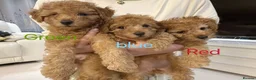 Toy Poodle dogs for sale: 3 KC Registered Red Toy poodle Puppies - Advert 3