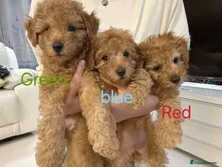 Toy Poodle dogs 3 KC Registered Red Toy poodle Puppies - Advert 12
