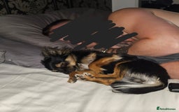 Pomchi dogs for sale: Pomchi female 2 years old  - Image 3