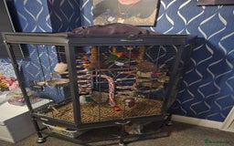 Lovebirds birds for sale: 3 mixed lovebirds  - Image 1