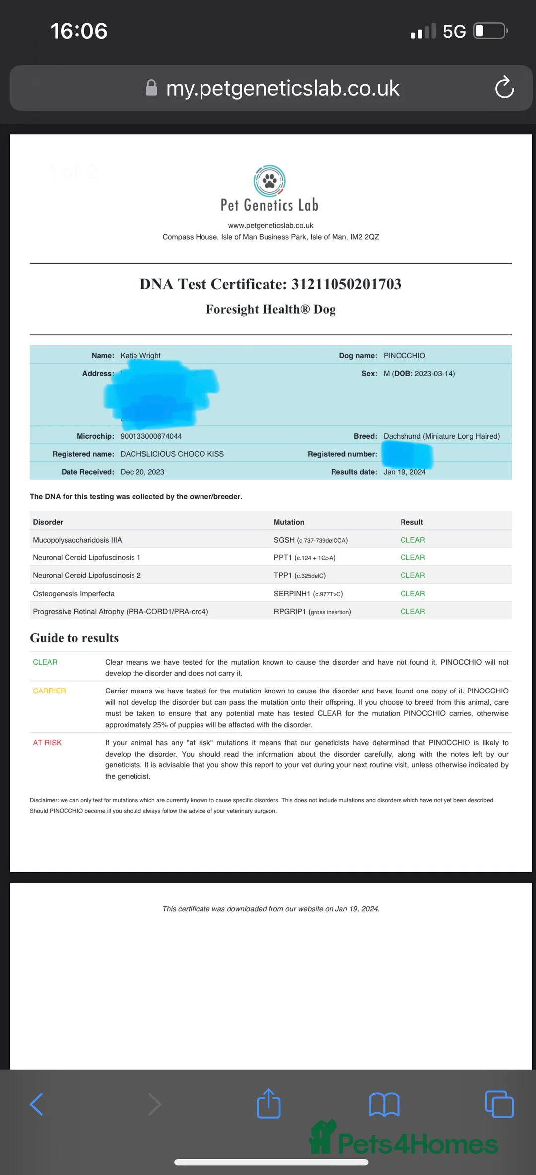 Miniature Dachshund dogs for stud: STUNNING MINIATURE DACHSHUND AVAILABLE AT STUD  in Grays - Advert 8