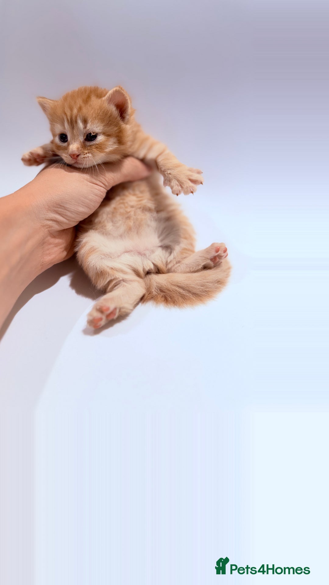 British Shorthair cats for sale: STUNNING 🤩 British Shorthair Queen 👑 litter  - Image 21
