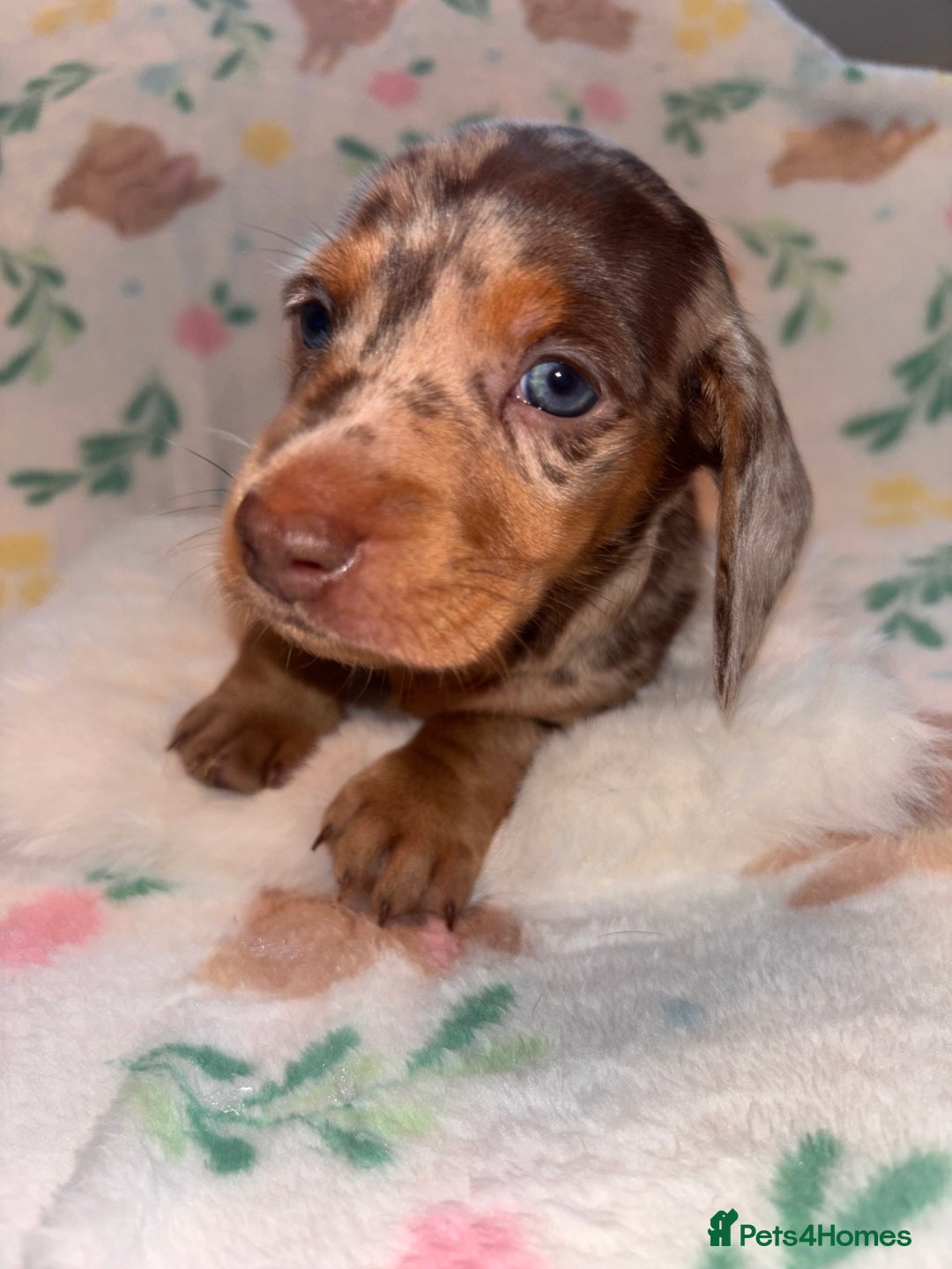 Miniature Dachshund dogs for sale: Dreamy miniature dachshunds  - Advert 7