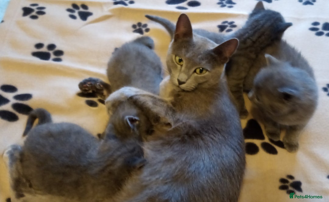 Russian Blue cats for sale: Russian Blue female kitten for sale - Advert 3