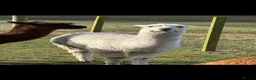 Alpaca livestock for sale: 3 Beautiful Alpacas  in Falkirk - Advert 4