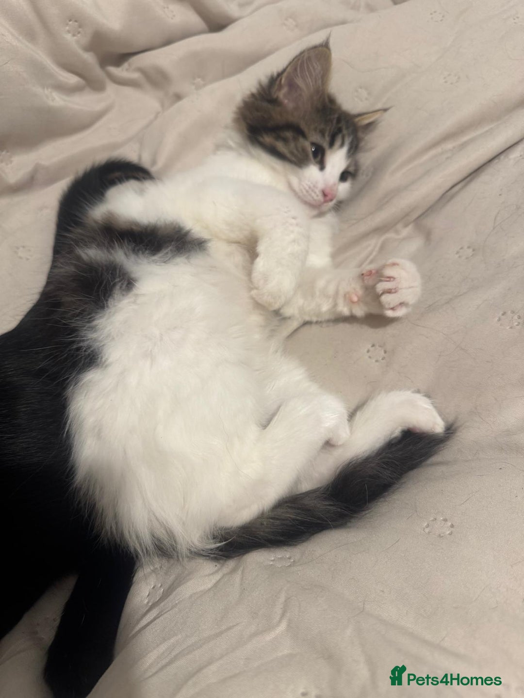 Asian cats for sale: Gorgeous Asia. Kitten looking to remove.  - Advert 3