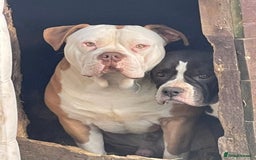 Alapaha Blue Blood Bulldog dogs for sale: Sadie - Image 4